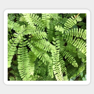 Spiraling Green Ferns in the Rain Sticker